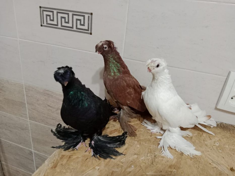 Продам    голубей