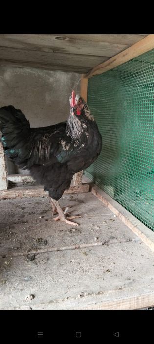 Қазақы аралас брама