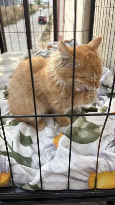 Котенок мальчик 4 месяца