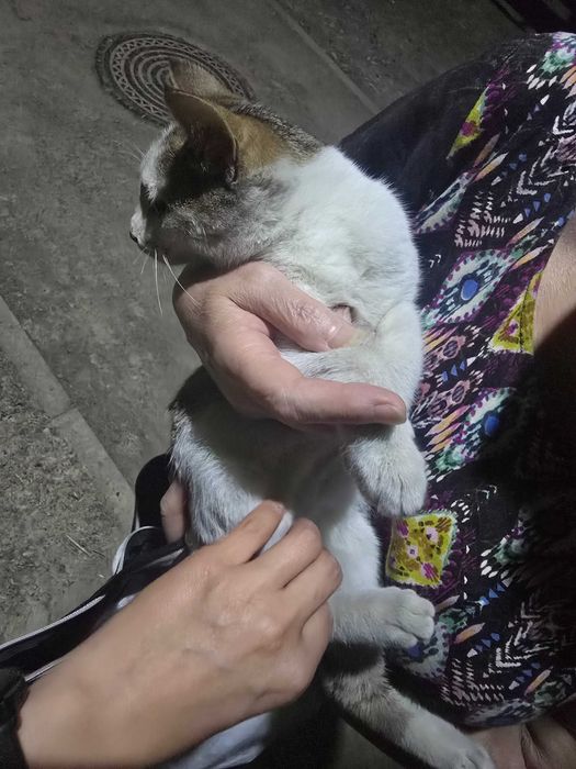 Маленький котенок