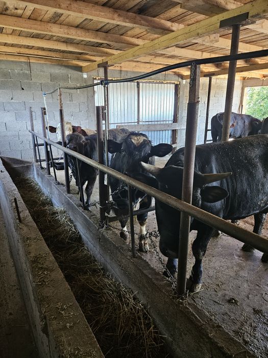 Vand vitei greutate 350kg
