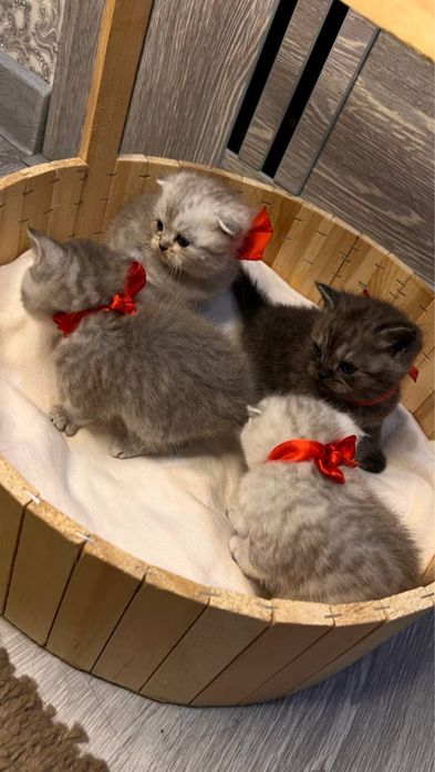 2 oylik sog‘lom mushukchalar sotiladi