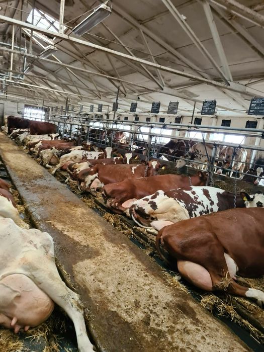 Голштейн, Golshteyn
Yevropadan naslli qoramollar yetkazib beramiz.