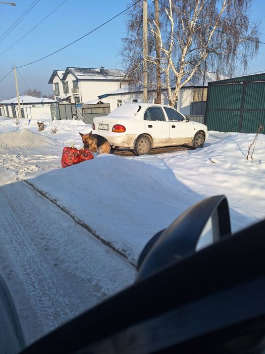 Чья чистокровная овчарка?