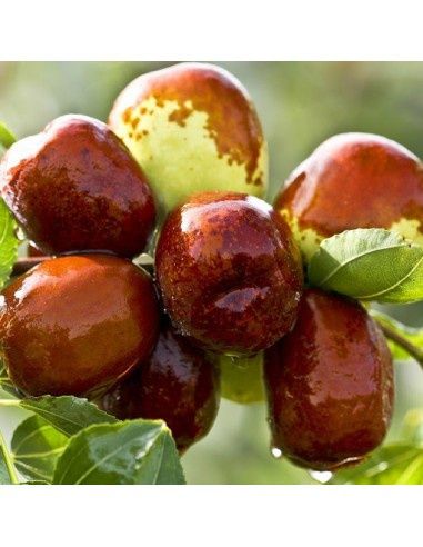 Pomi Fructiferi Exotici  CURMAL CHINEZESC