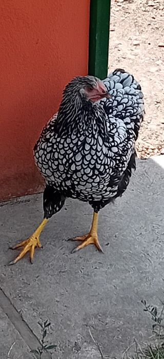 Cocosi wyandotte