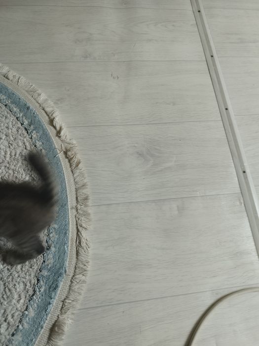 Кошка дарам аааааап