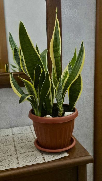 Сансевьерия Лаурентни комнатные растения цветы