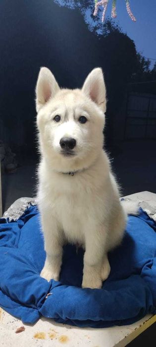 Продаются щенки Сибирский Хаски