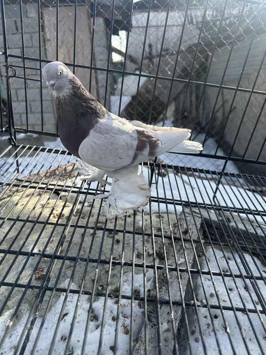 Голуби на продажуу