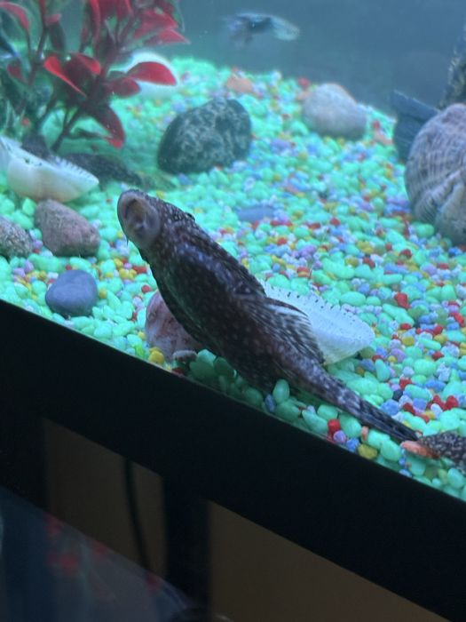 Vand 4 pesti pleco (sanitari): 2 de 5 cm si 2 pui