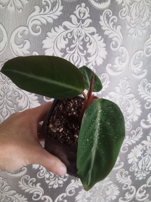 Эухарис комнатный белый