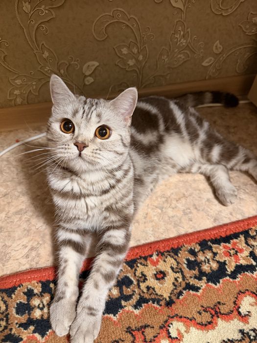 Шотланская скоттиш страйт