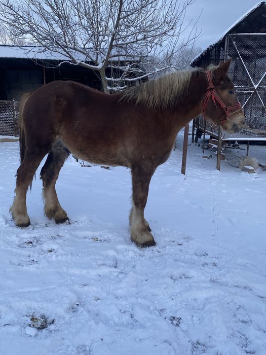 Vand manz  bihor de 2 ani la primavara