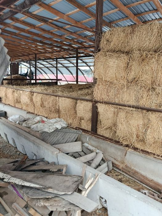 Сено люцерна продам