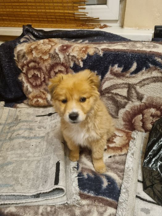 Чудо Пиксель ищет свой дом.