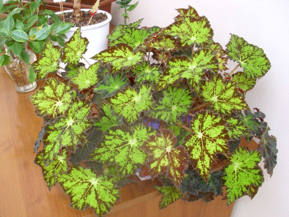 фотоапарат BenQ DC C1035 - 10.2 МРх