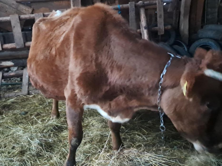 Vaca genstantain 8 luni de vânzare