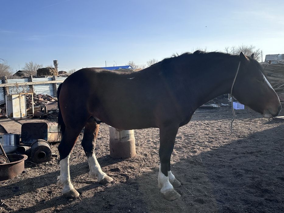 Продам Жеребец полутяж