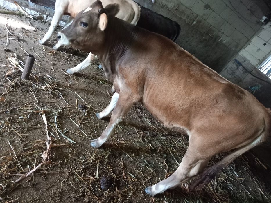 Vaca gestanta ,are și lapte și o vitea bruna