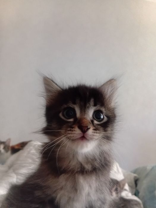 Отдам котят в добрые ручки