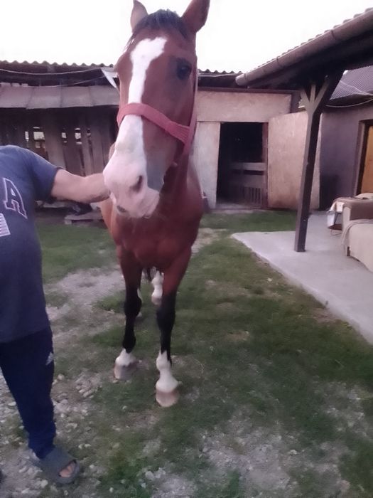 Vând o iapă cuminte