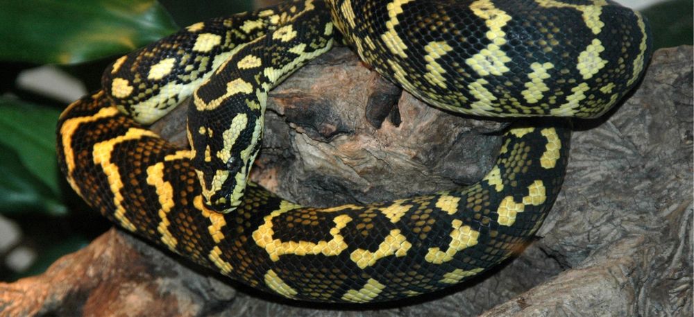 Ковровые питоны ручные