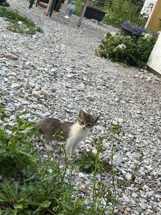 Отдам маму кошку и котенка девочка