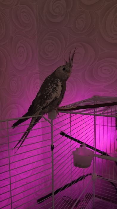 Попугай безщекий Корелла