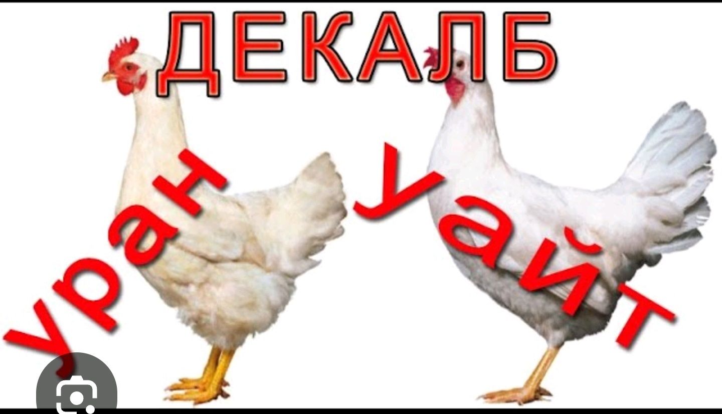 Декабл уайт куры описание отзывы. Несушка Декалб Уайт. Цыплята Декалб Уайт. Декалб Уран порода кур. Несушка декаб Вайт.