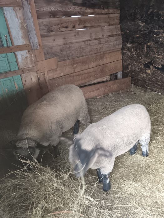 Miele  sulfoc    de vânzaee