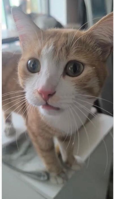 Котик в добрые руки