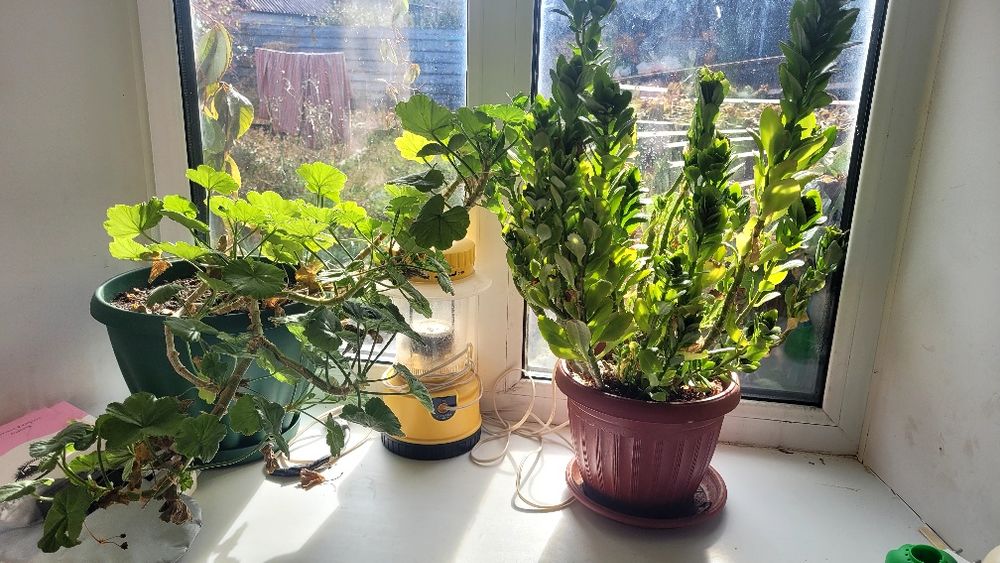 Продам все комнатные цветы.