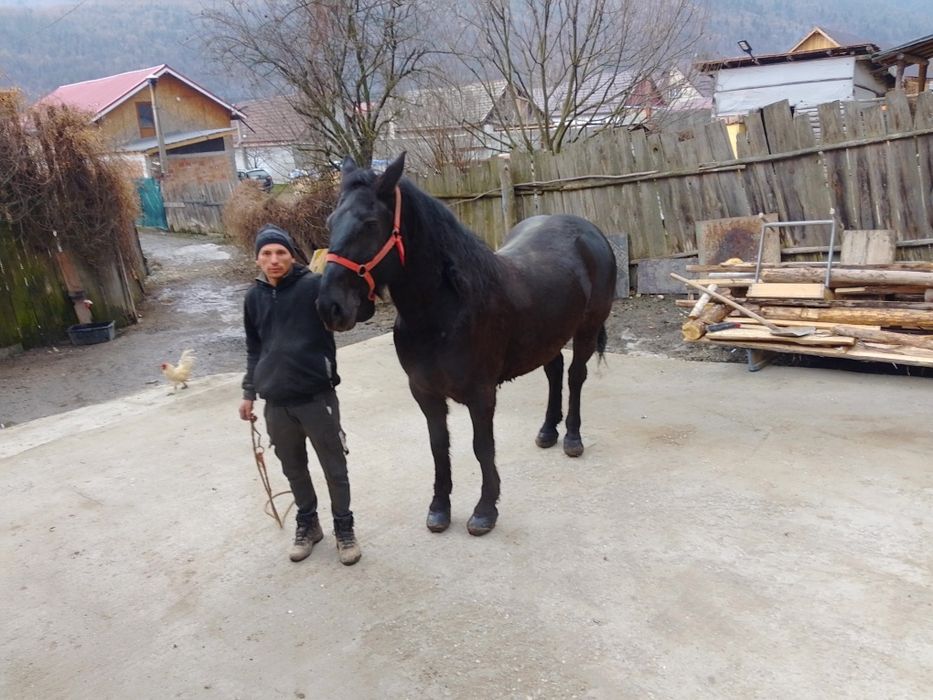 Cal de Vânzare de 7ani