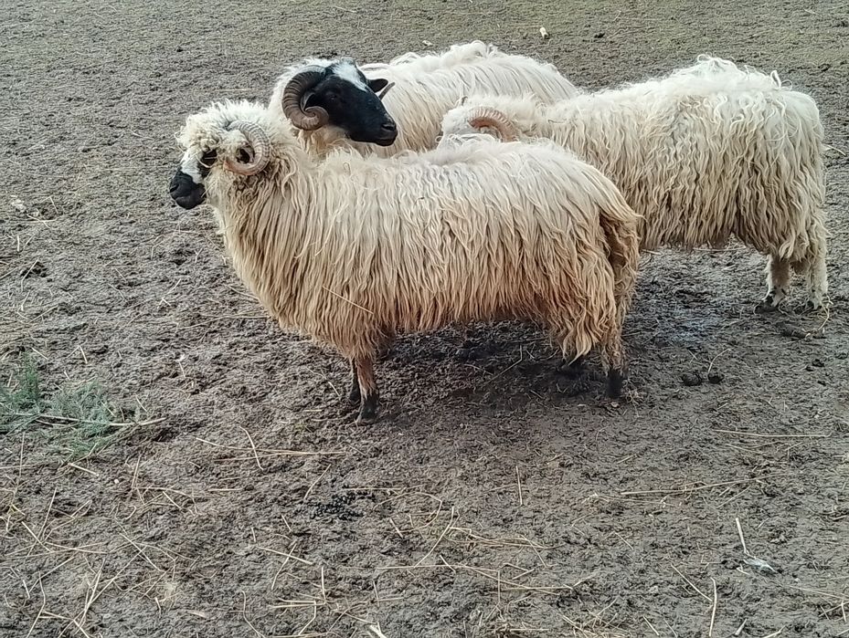 Berbec breaz 2 ani bun de tinut