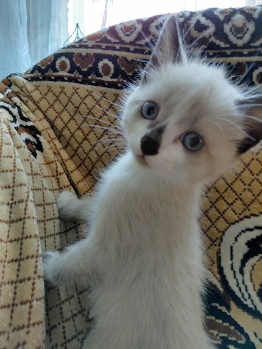Отдам в добрые руки котят