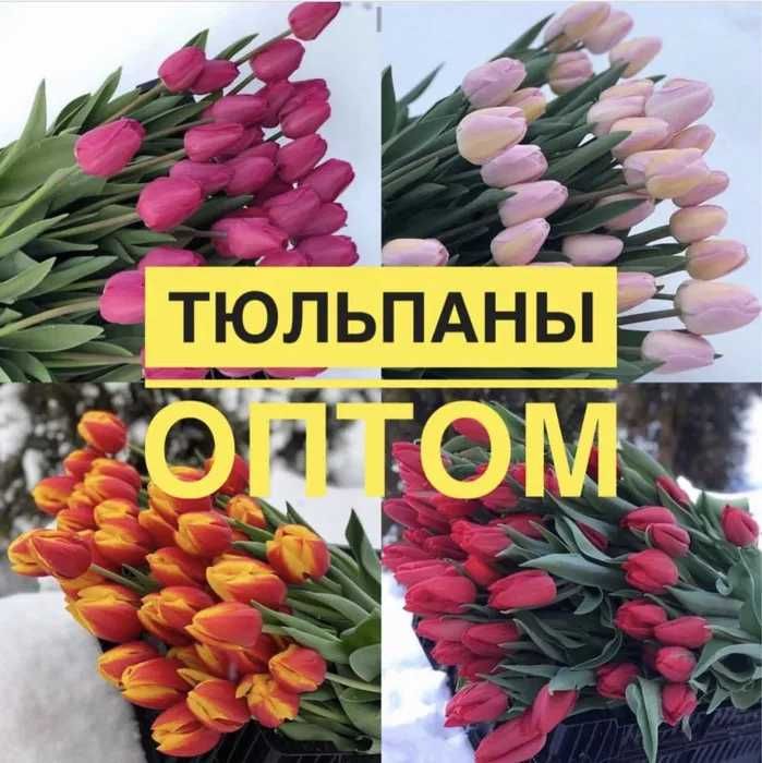 Тюльпаны Оптом Алматы  от 370тг ЖМИ!!!