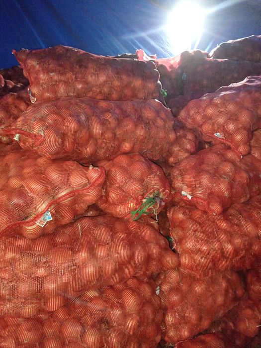 Лук оптом сухой отборный.