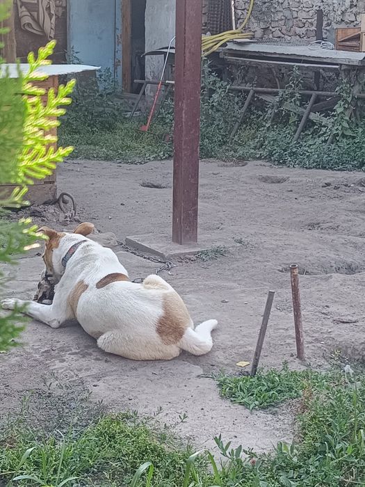 Отдам в хорошие руки