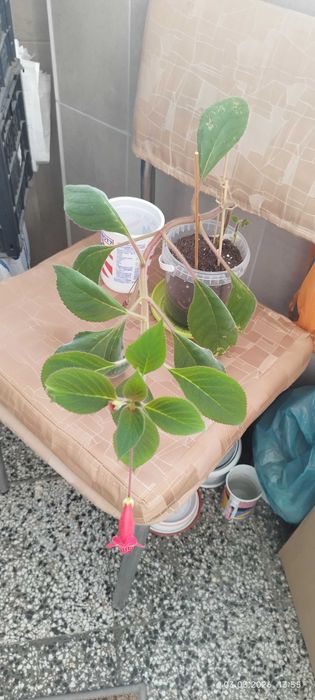 Филодендрон (Philodendron) / Сингониум (Syngonium)