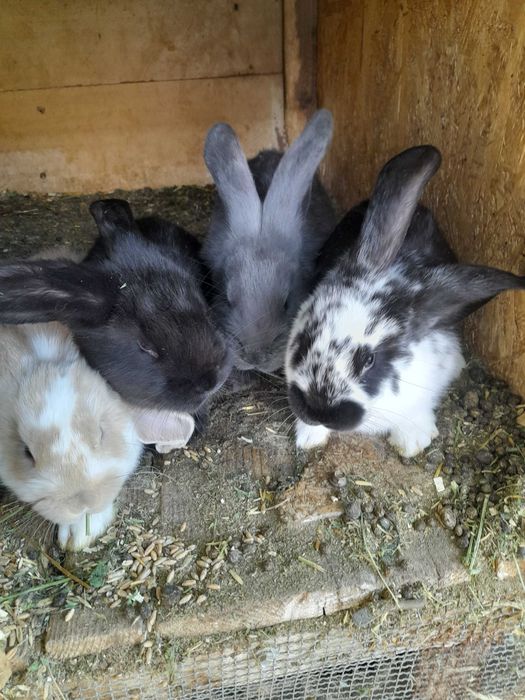 De vânzare iepurași