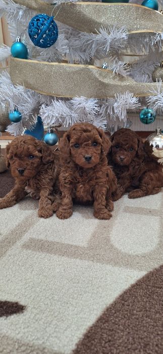 Той Пудел / Poodle Toy