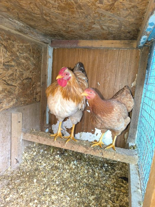 Карликовые куры.