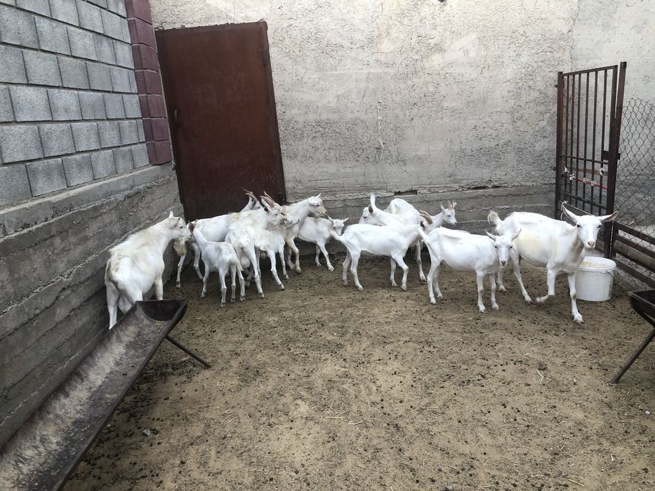 Ешкі, лақ, теке сатылады