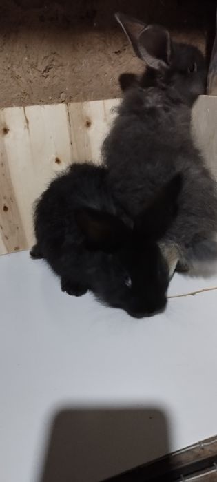 Кролик белоостевой продаётся