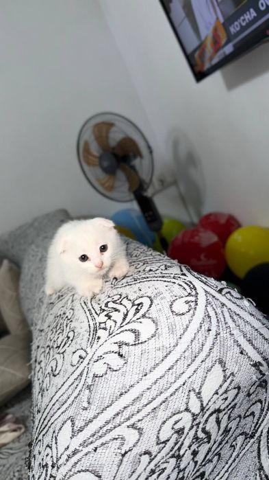 Зотдор мушик боласи сотилади