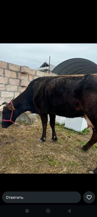 Сутти сиыр сатылады