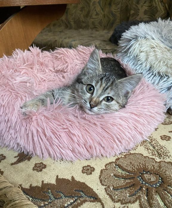 Отдам кошечку бесплатно