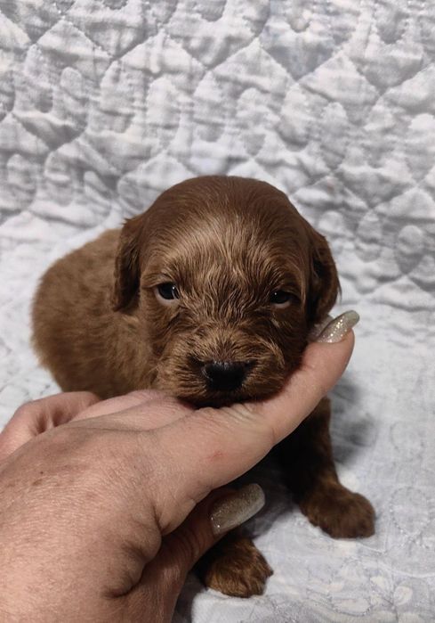 Щенок мальтипу F1, Ред Браун.