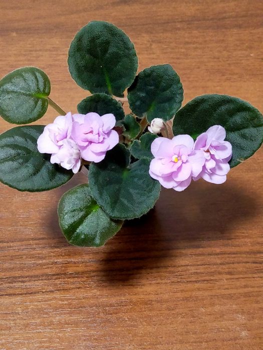 Продам хризантемы мультифлора, каланхоэ, фиалки